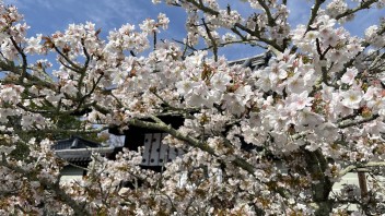 本日より新年度がはじまります！！